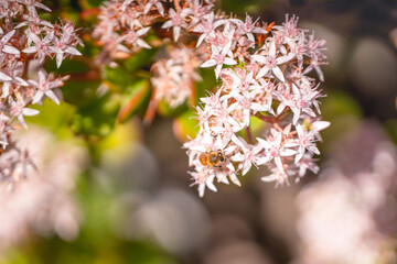 Jade plant (Crassula ovata) and honeybee. Beautifulsucculent plant bloom in late winter in California garden
