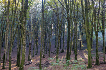 Beech Tree Soriano in The Cimino in Viterbo. The woods in autumn. Colors and a beautiful landscape