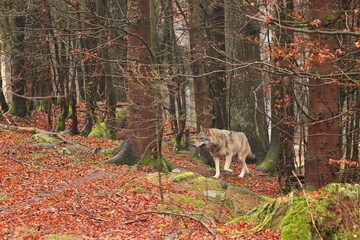 Eurasian wolf in the colorful autumn leaves