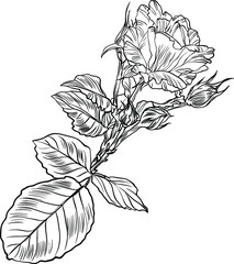Hand drawn graphic rose flower 