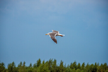 Fototapeta na wymiar seagull flying over the field
