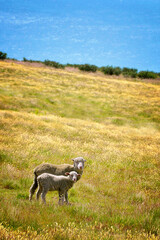 Mother sheep and lambs grazing in a field near lake Tekapo, New Zealand