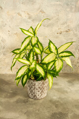 Dieffenbachia camilla. Plant in the pot. Isolated.