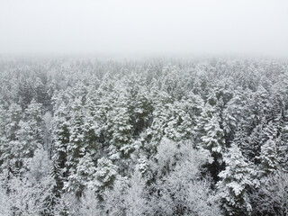 Winter forest with snowy trees, aerial view