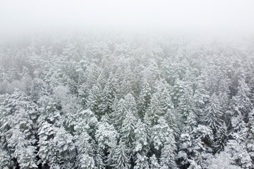 Winter forest with snowy trees, aerial view