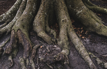 The roots of a large old tree grow into the ground and branch out.
