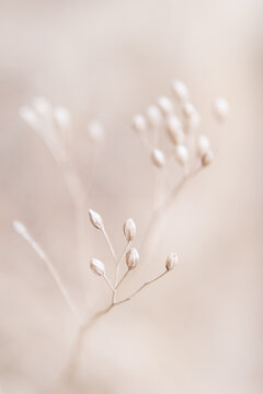 Dry flowers plant floral branch on soft beige pastel background. Blurred selective focus. Pattern with neutral natural colors.