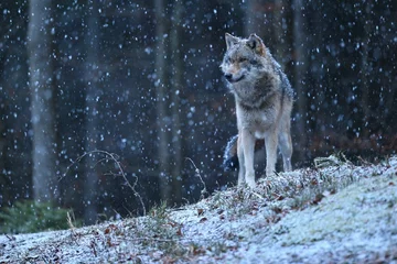 Foto op Plexiglas Eurasian wolf in the winter snow fall © photocech