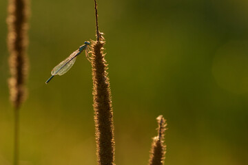 Blaue Federlibelle (Platycnemis pennipes) Männchen	