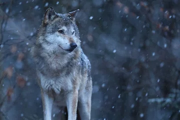 Schilderijen op glas Eurasian wolf in the winter snow fall © photocech