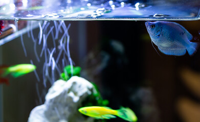 Aquarium with fish on a table. Nano Aquarium in the home interior. Light in the aquarium in the evening. Cozy interior