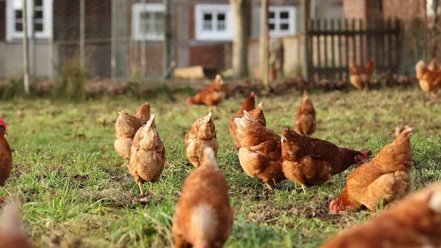 Free range organic chickens poultry in a country farm on a winter morning, germany
