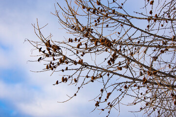 branches of a tree against the sky