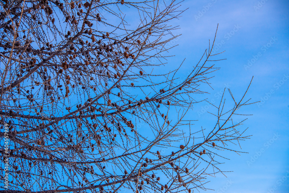 Wall mural branches of a tree against sky