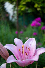 Blooming lilies in the garden. Natural background from flowers. Delicate flower. close up.