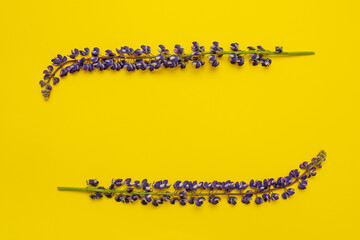 two lupine flowers are arranged horizontally on a yellow background and represent an improvised frame of the frame