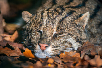 a portrait of a sleeping fishing cat