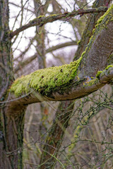 Lichens and mosses on a trunk