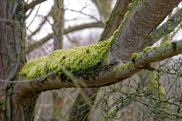 Lichens and mosses on a trunk