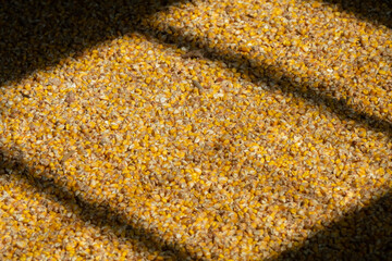 Close up of corn grain inside warehouse. After good harvest of successful farmer