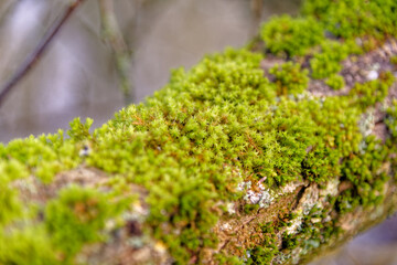 Lichens and mosses on a trunk