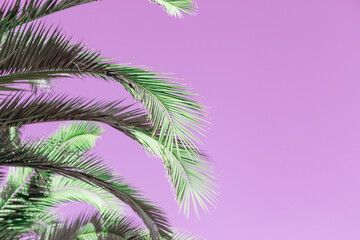 Fototapeta na wymiar Close up leaves coconut palm trees and pink background with copy space. Summer background.