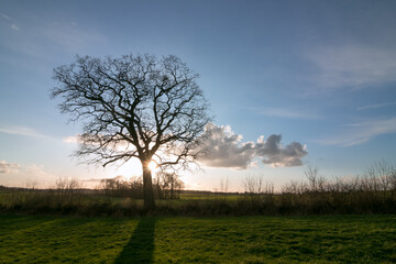 Silhouette of an old branched oak tree with romantic sunset light in winter, tree funeral, natural burial