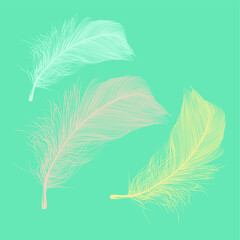 delicate feathers on a colored background