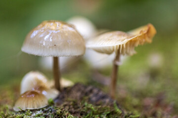 mushrooms in the woods in autumn. Colors of a beautiful nature and landscape