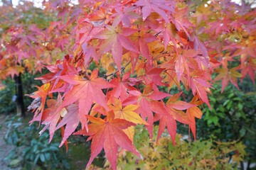 View of bright red and yellow autumn leaves, Momiji in Kyoto prefecture, Japan
