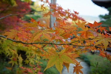 View of bright red and yellow autumn leaves, Momiji in Kyoto prefecture, Japan