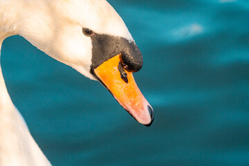 Large White Mute Swan on lake water level view with macro close up of eye, light catch and face beak and feathers