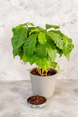 Coffee arabica plant. Grey, ceramic pot. Isolated.