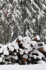 snow covered trees - 404561341