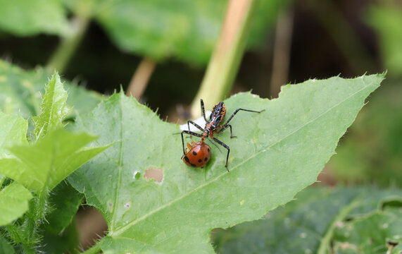 triatoma eating lady bug