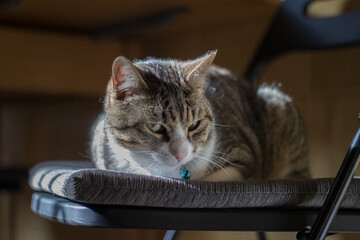 Cat with a rattle collar lying on a chair, while the sunlight shines on it. that he enters through the window in a country house.