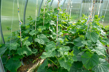 these ropes are designed to guide the growth of tomatoes and are located in the greenhouse