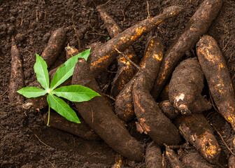 Manihot esculenta - Freshly harvested cassava root