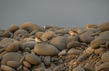 Two Snow buntings on pebbles in Devon, England. Plectrophenax nivalis.