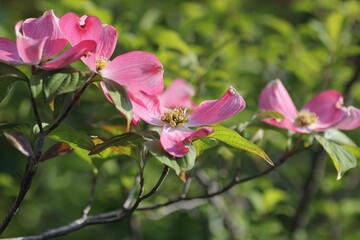 ピンク色のハナミズキの花