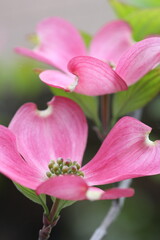 ピク色のハナミズキの花