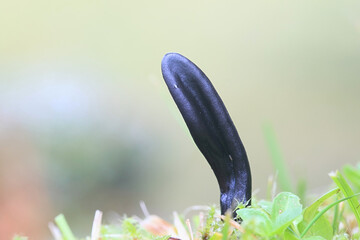 Geoglossum umbratile, also called Geoglossum nigritum, Plain Earthtongue, wild fungus from Finland