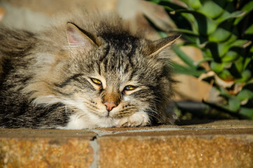 Street cat basking in the sun-close-up.