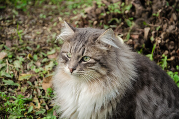 A fluffy Siberian cat is sitting outside.
