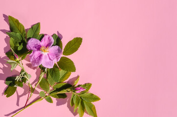 Greeting card, pink flowers of wild rose on a pink background with copy space with selective focus