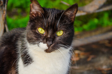 Cat black and white in the afternoon on the street.The cat's head is very close.