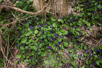 Viola odorata 