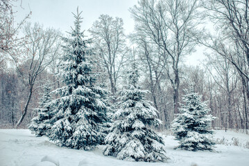 Winter forest landscape.  Fir trees and maples covered with snow after the  snowfall.