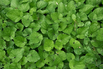 Obraz premium Viola odorata 
