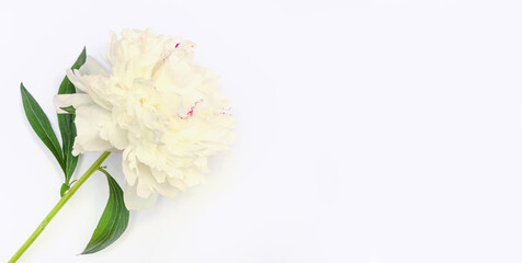 Background banner, white peony on a white background with copy space